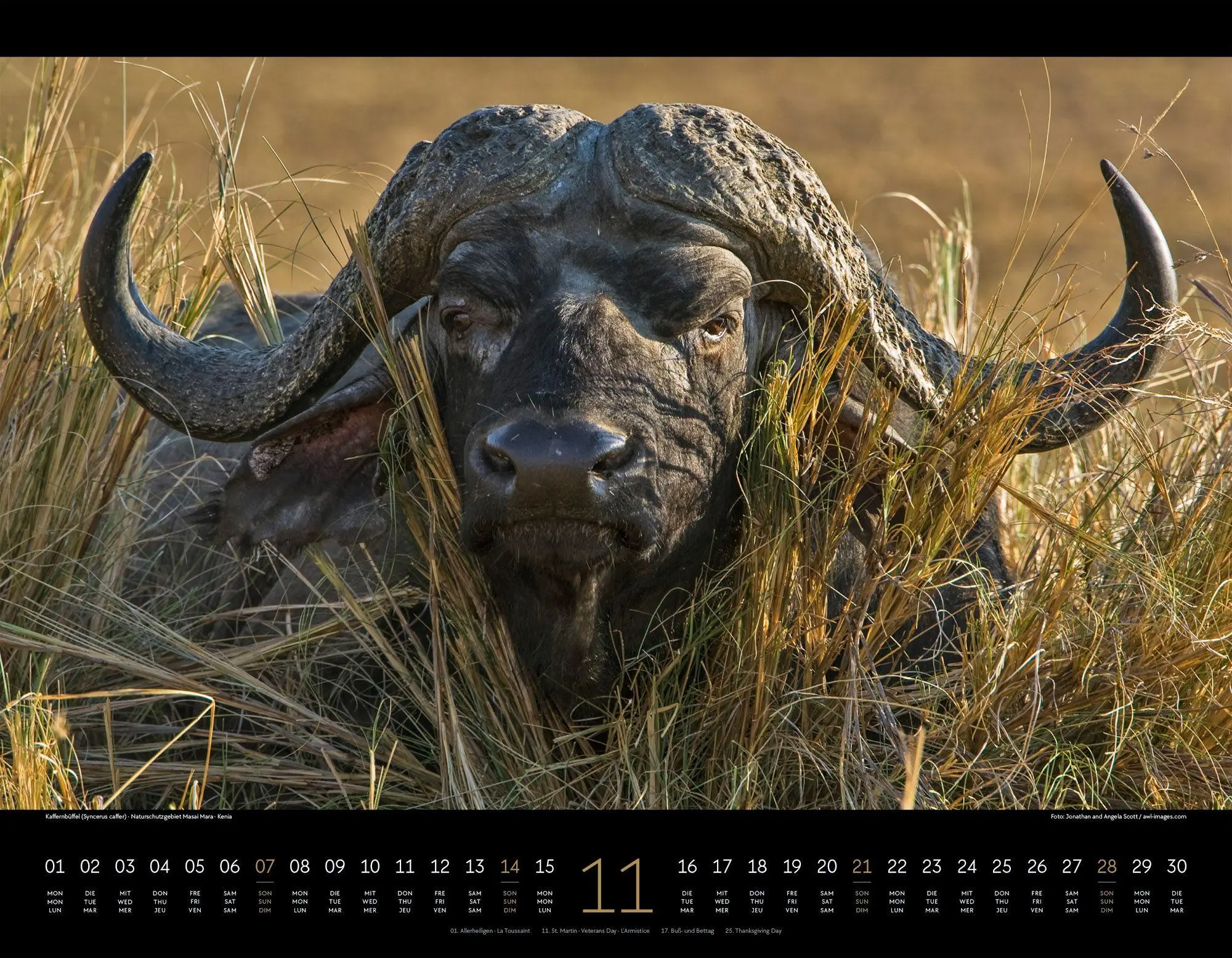 Bild: 9783838427904 | Wildes Afrika Kalender 2027 | Ackermann Kunstverlag GmbH | Kalender
