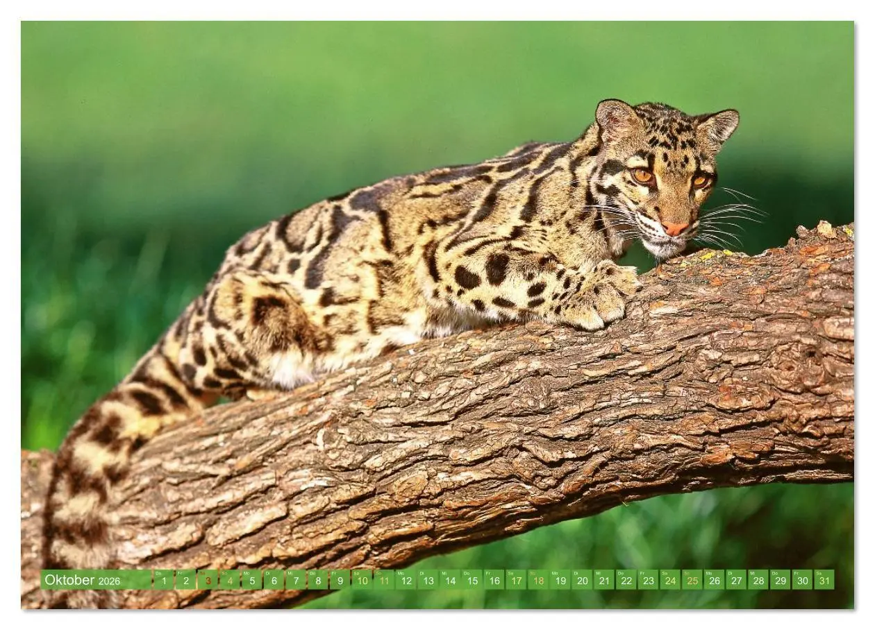 Bild: 9783516638004 | Raubkatzen: Geschmeidige Jäger (Wandkalender 2026 DIN A4 quer),...