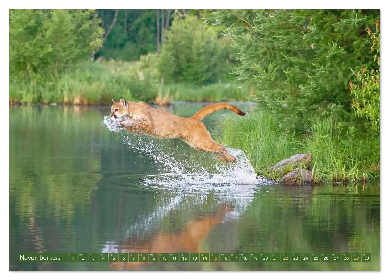 Bild: 9783516638004 | Raubkatzen: Geschmeidige Jäger (Wandkalender 2026 DIN A4 quer),...