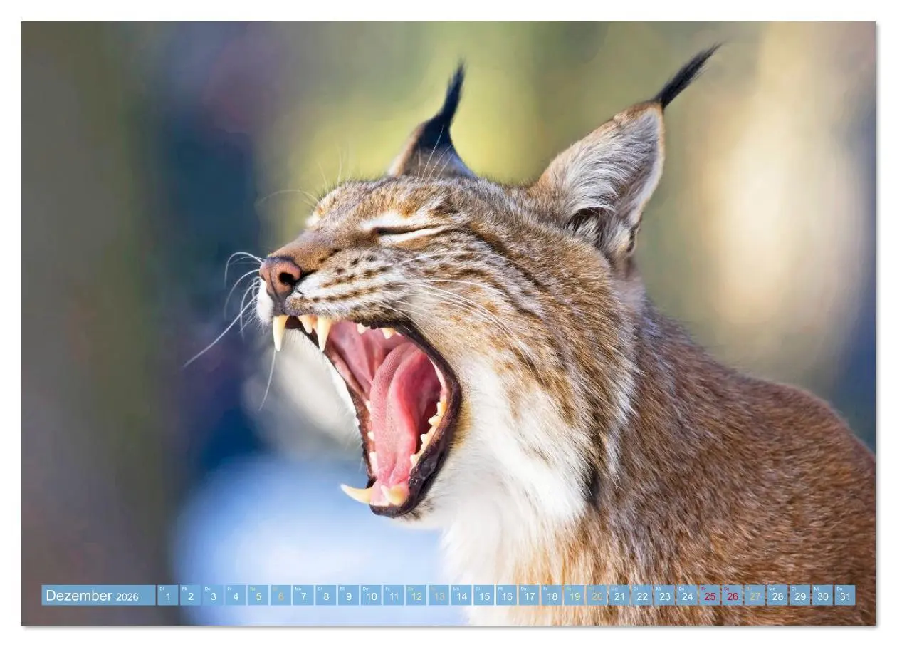 Bild: 9783516638004 | Raubkatzen: Geschmeidige Jäger (Wandkalender 2026 DIN A4 quer),...