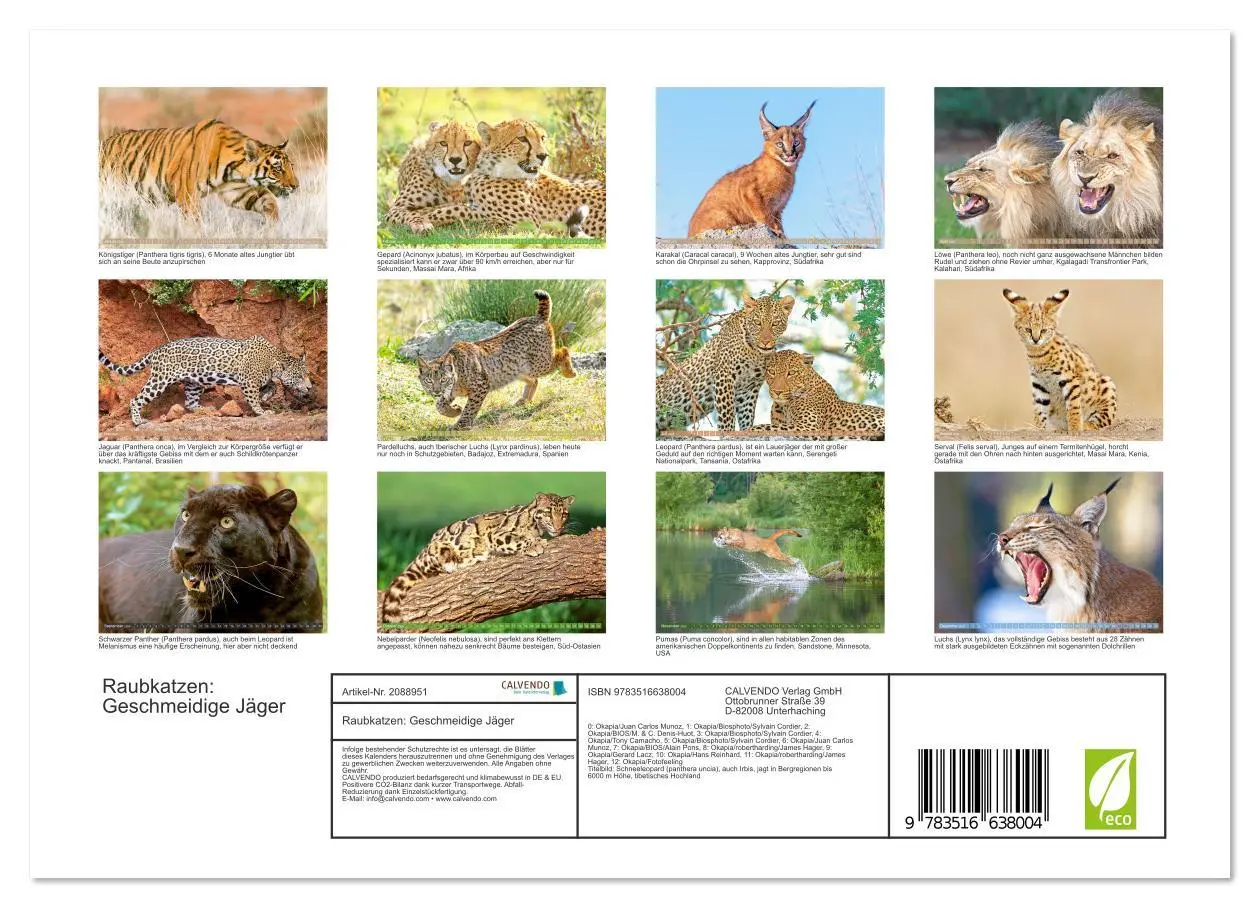 Bild: 9783516638004 | Raubkatzen: Geschmeidige Jäger (Wandkalender 2026 DIN A4 quer),...
