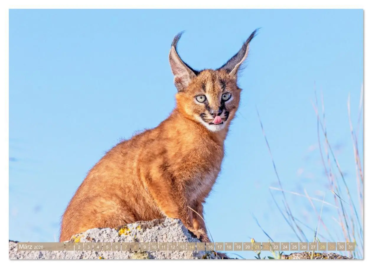 Bild: 9783516638004 | Raubkatzen: Geschmeidige Jäger (Wandkalender 2026 DIN A4 quer),...
