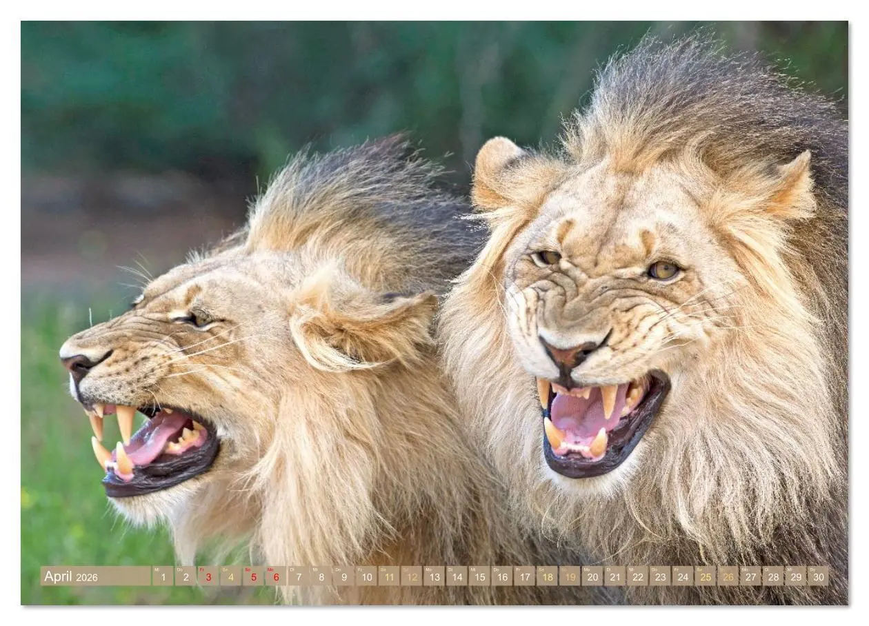 Bild: 9783516638004 | Raubkatzen: Geschmeidige Jäger (Wandkalender 2026 DIN A4 quer),...