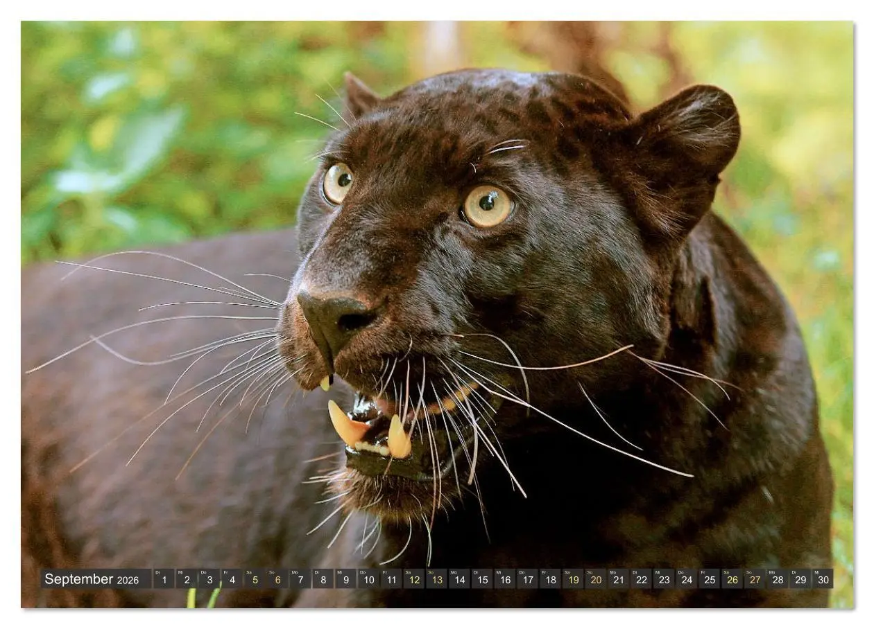 Bild: 9783516638004 | Raubkatzen: Geschmeidige Jäger (Wandkalender 2026 DIN A4 quer),...