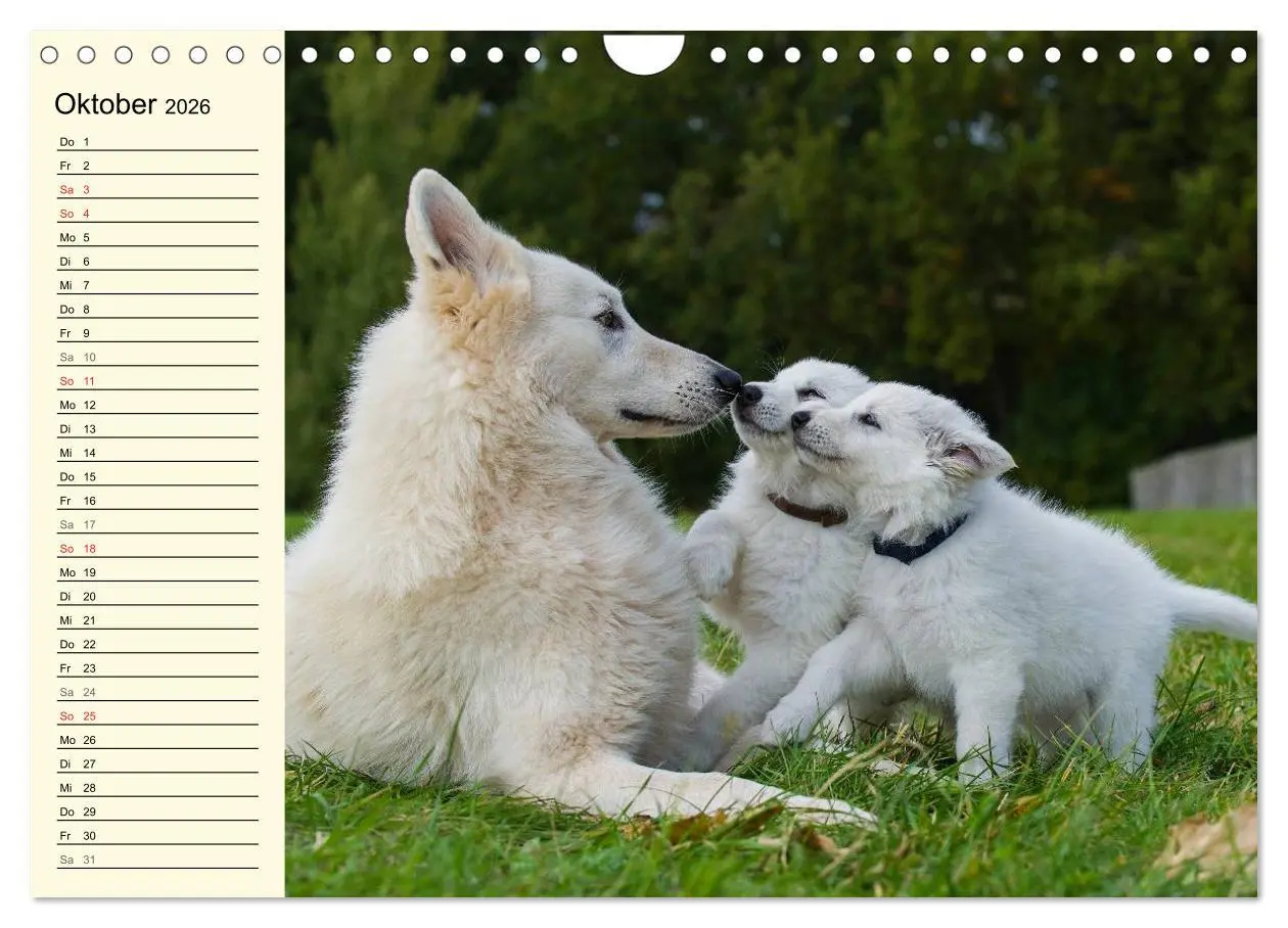 Bild: 9783516008104 | Weißer Schweizer Schäferhund - Ein Tag im Leben einer Hundefamilie...