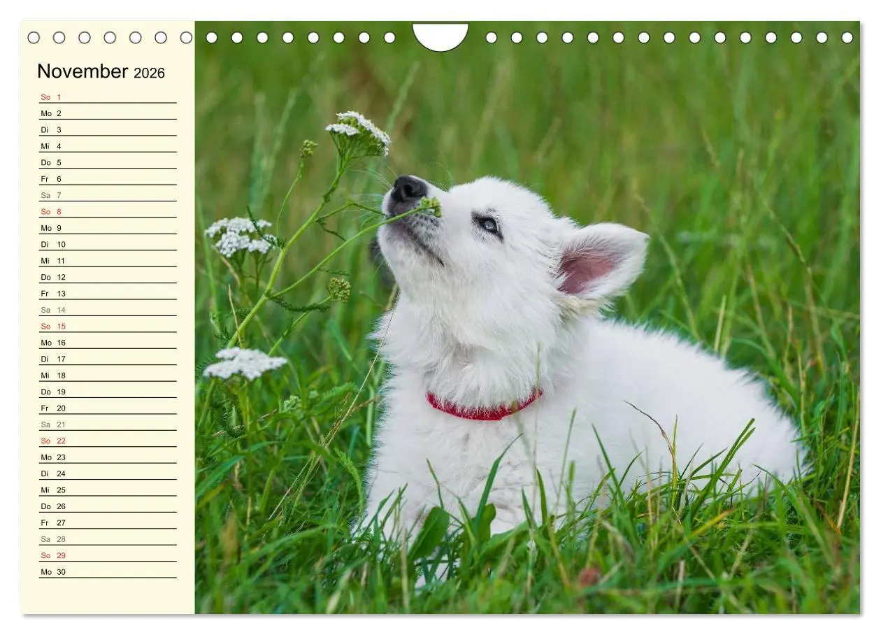 Bild: 9783516008104 | Weißer Schweizer Schäferhund - Ein Tag im Leben einer Hundefamilie...