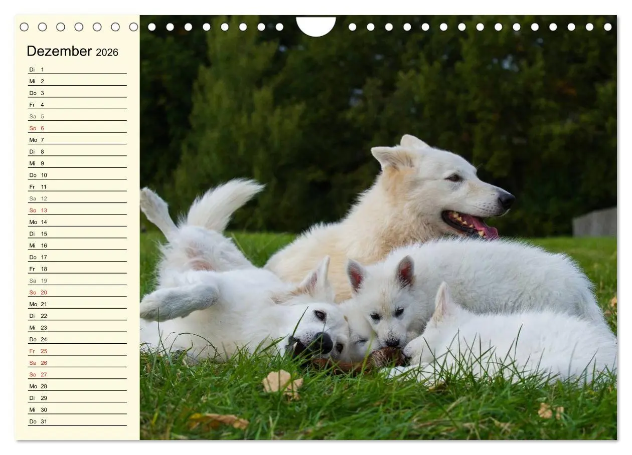 Bild: 9783516008104 | Weißer Schweizer Schäferhund - Ein Tag im Leben einer Hundefamilie...