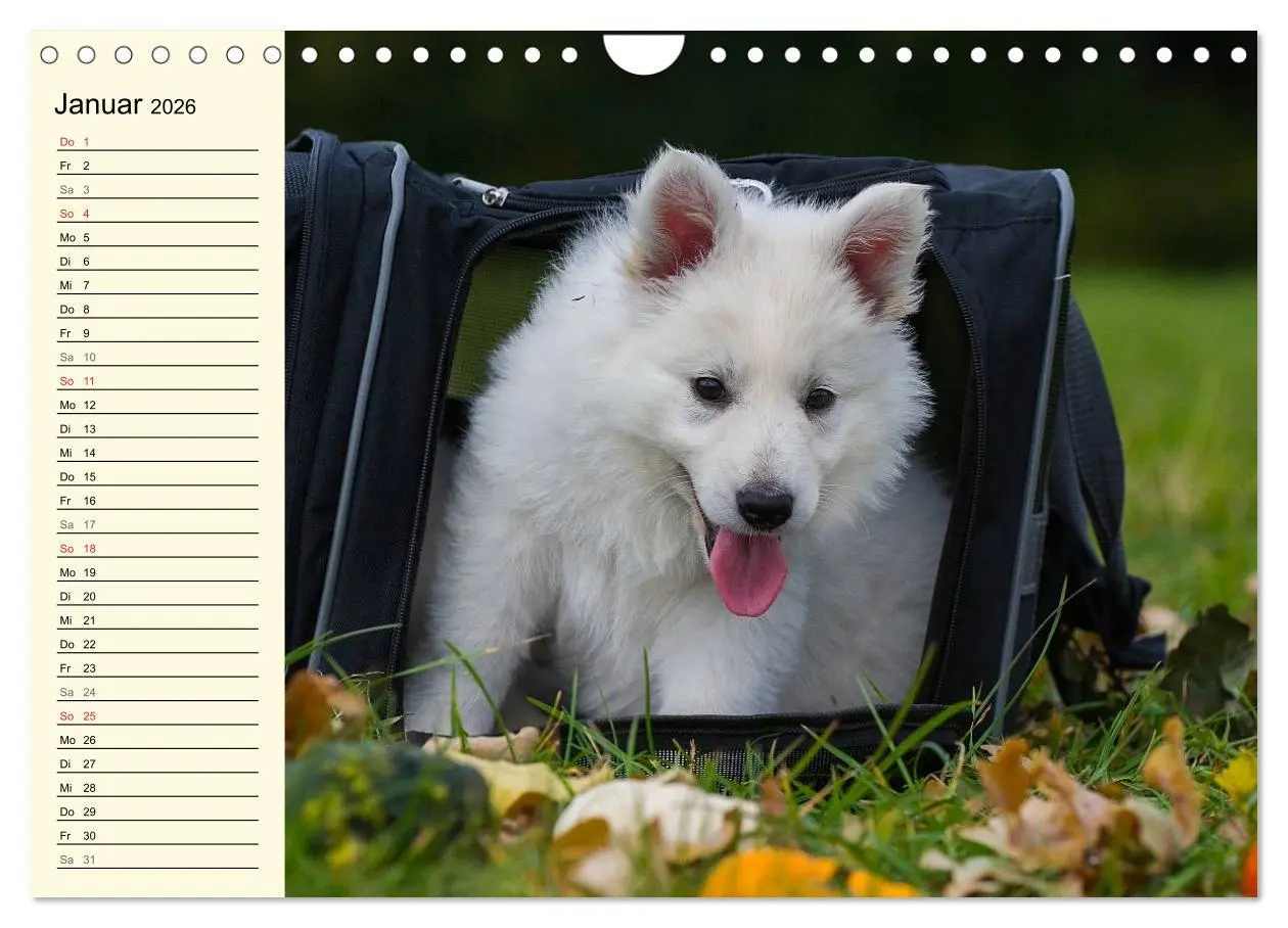 Bild: 9783516008104 | Weißer Schweizer Schäferhund - Ein Tag im Leben einer Hundefamilie...