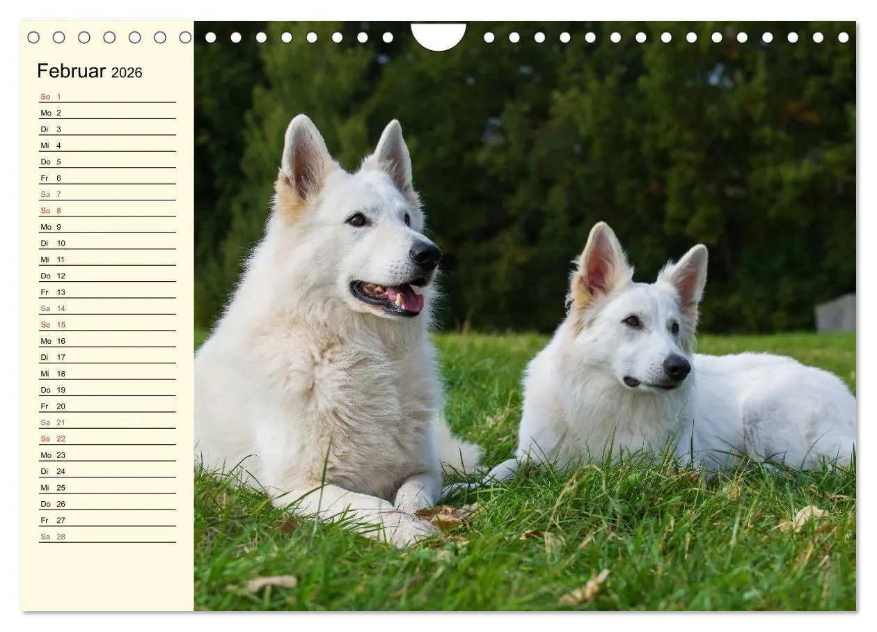 Bild: 9783516008104 | Weißer Schweizer Schäferhund - Ein Tag im Leben einer Hundefamilie...