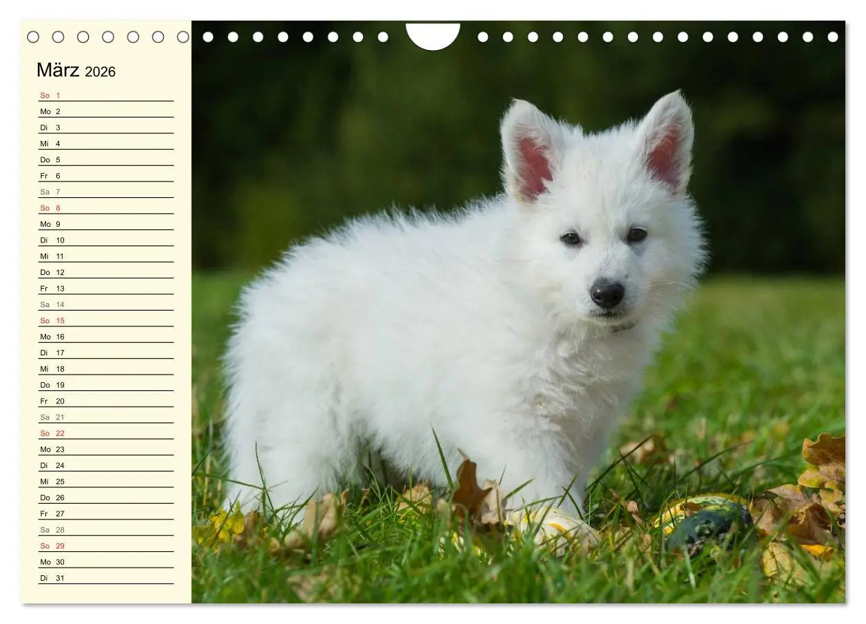 Bild: 9783516008104 | Weißer Schweizer Schäferhund - Ein Tag im Leben einer Hundefamilie...