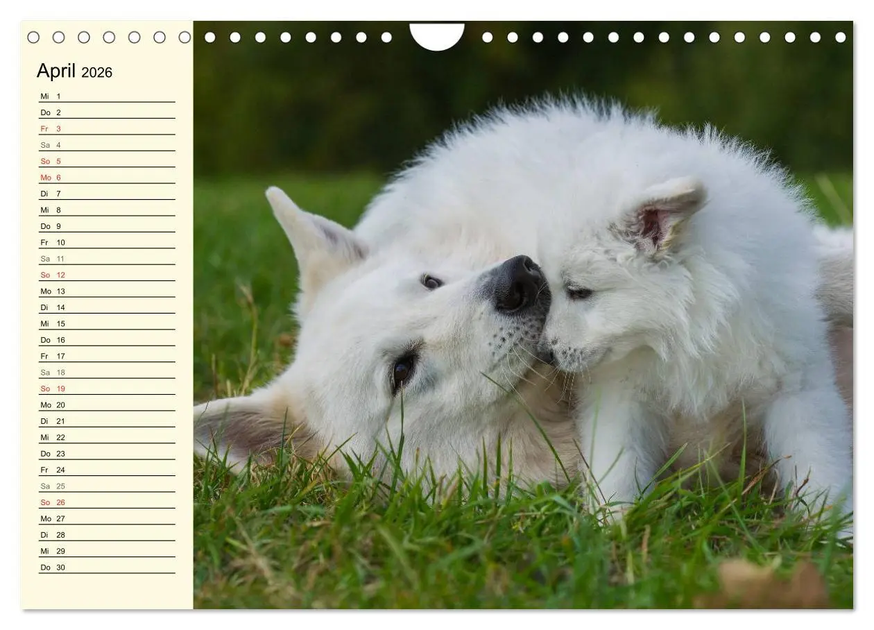 Bild: 9783516008104 | Weißer Schweizer Schäferhund - Ein Tag im Leben einer Hundefamilie...