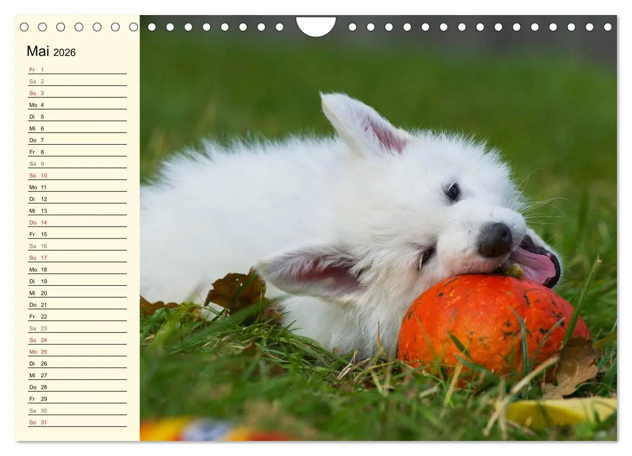 Bild: 9783516008104 | Weißer Schweizer Schäferhund - Ein Tag im Leben einer Hundefamilie...