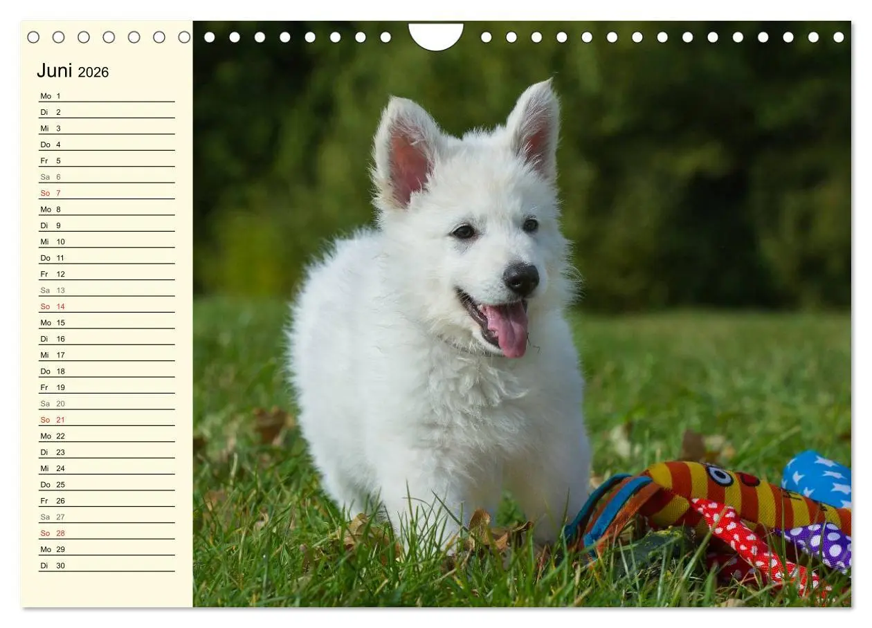 Bild: 9783516008104 | Weißer Schweizer Schäferhund - Ein Tag im Leben einer Hundefamilie...