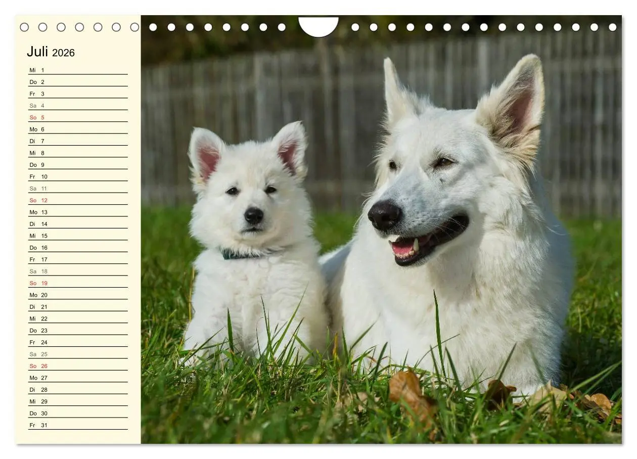 Bild: 9783516008104 | Weißer Schweizer Schäferhund - Ein Tag im Leben einer Hundefamilie...
