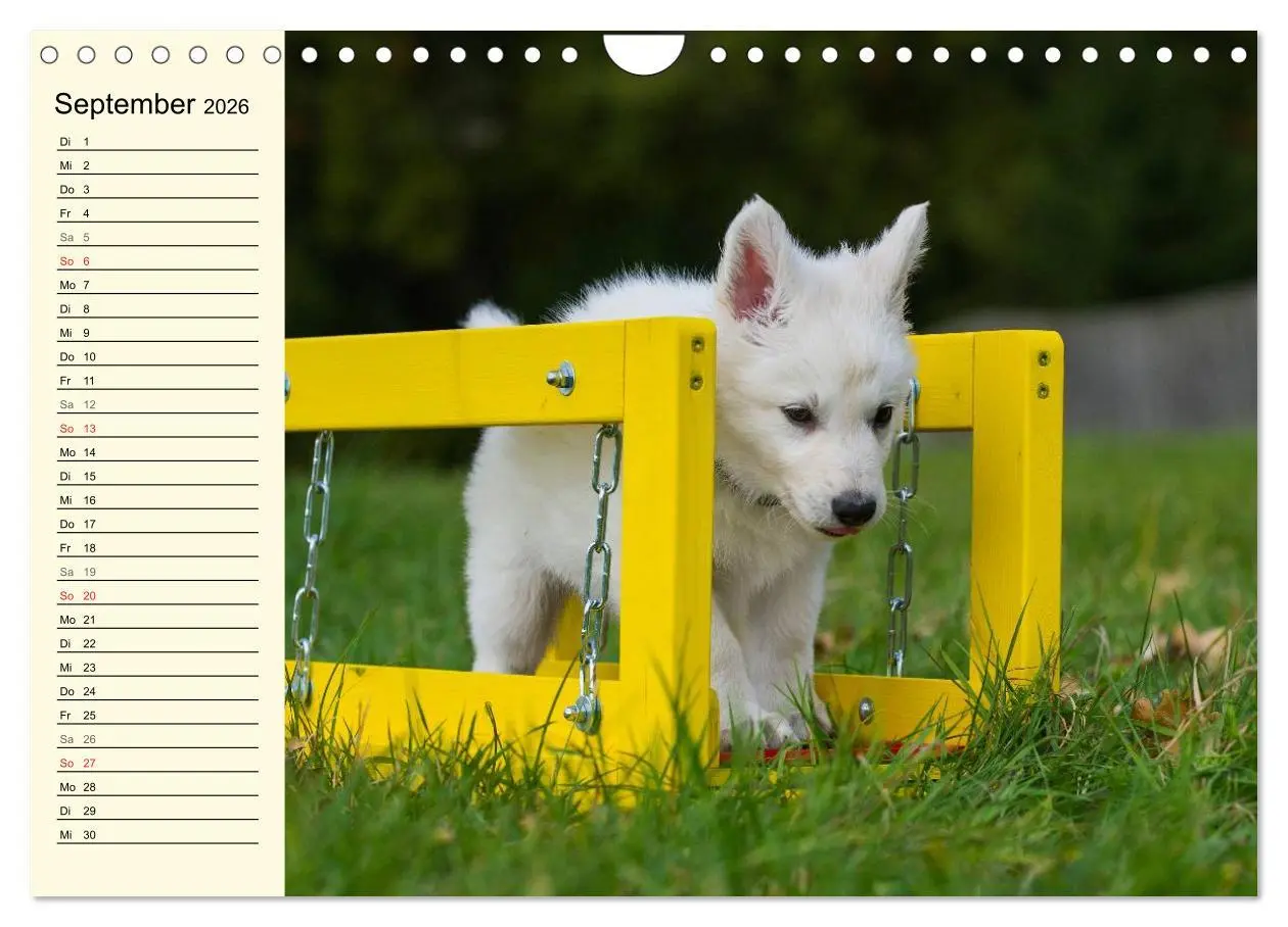 Bild: 9783516008104 | Weißer Schweizer Schäferhund - Ein Tag im Leben einer Hundefamilie...