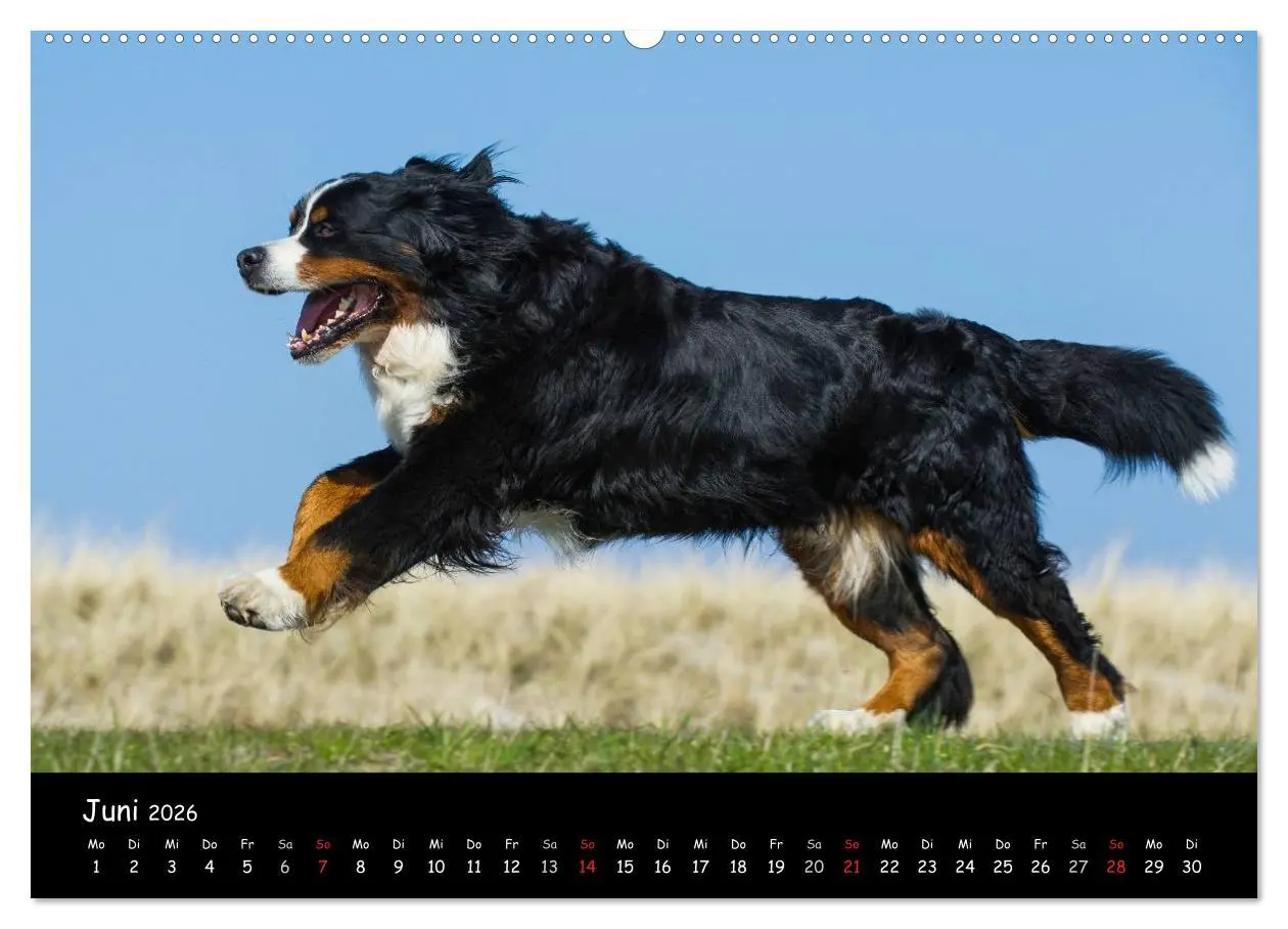Bild: 9783516168204 | Berner Sennenhund 2026 (hochwertiger Premium Wandkalender 2026 DIN...