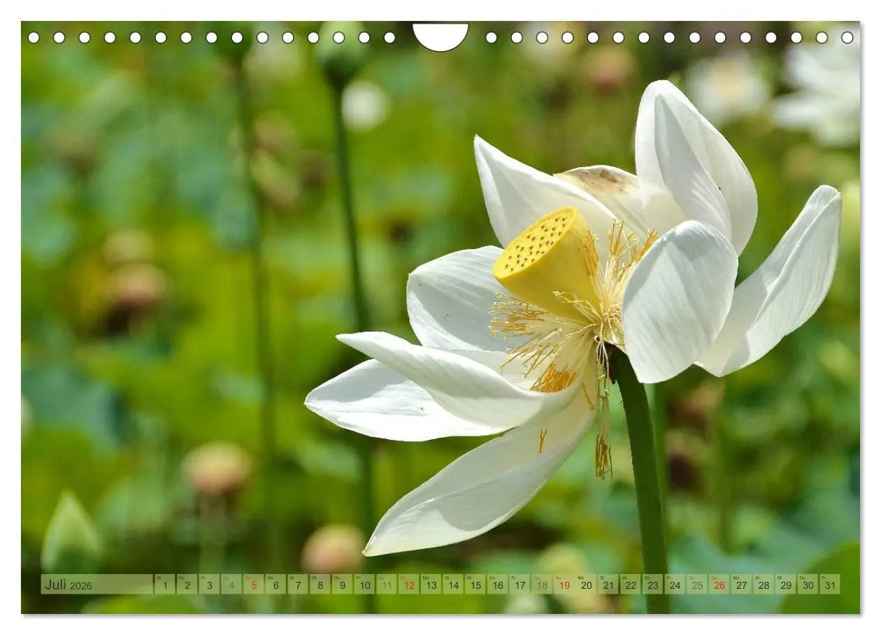 Bild: 9783516238204 | Träum dich nach Mauritius (Wandkalender 2026 DIN A4 quer), CALVENDO...