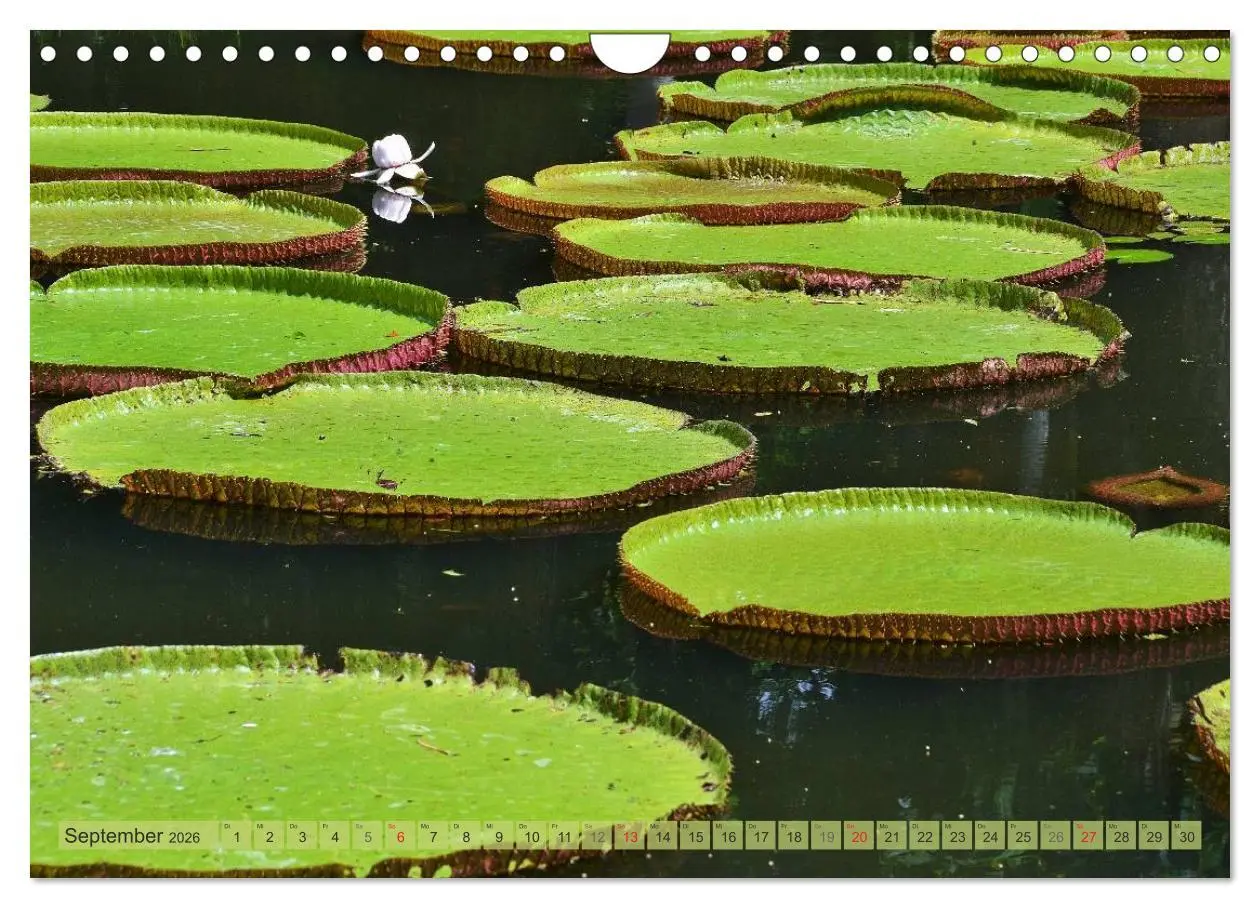 Bild: 9783516238204 | Träum dich nach Mauritius (Wandkalender 2026 DIN A4 quer), CALVENDO...