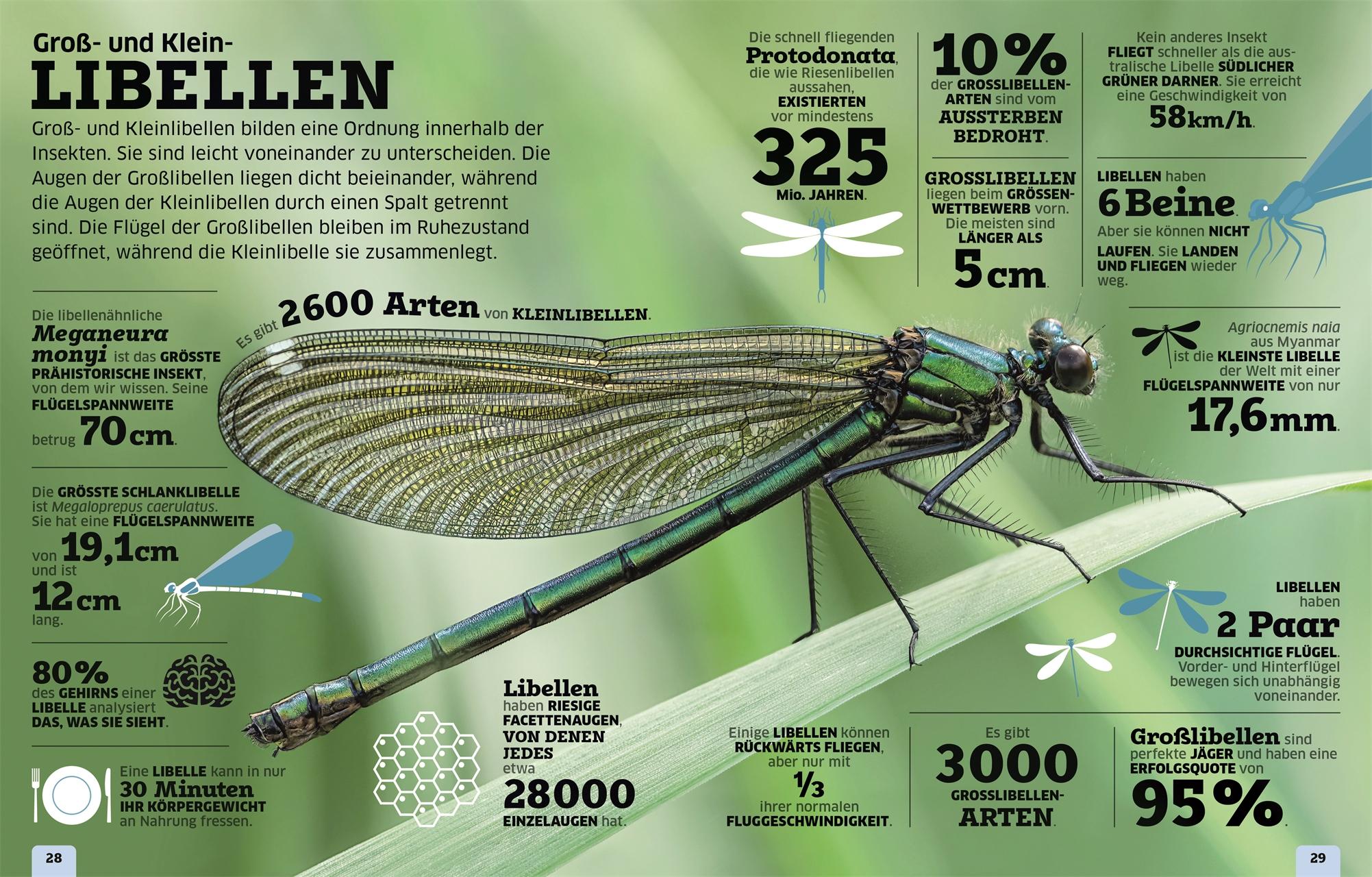 Bild: 9783831048304 | Unsere Welt in Zahlen. Tiere | DK Verlag - Kids | Buch | 192 S. | 2024