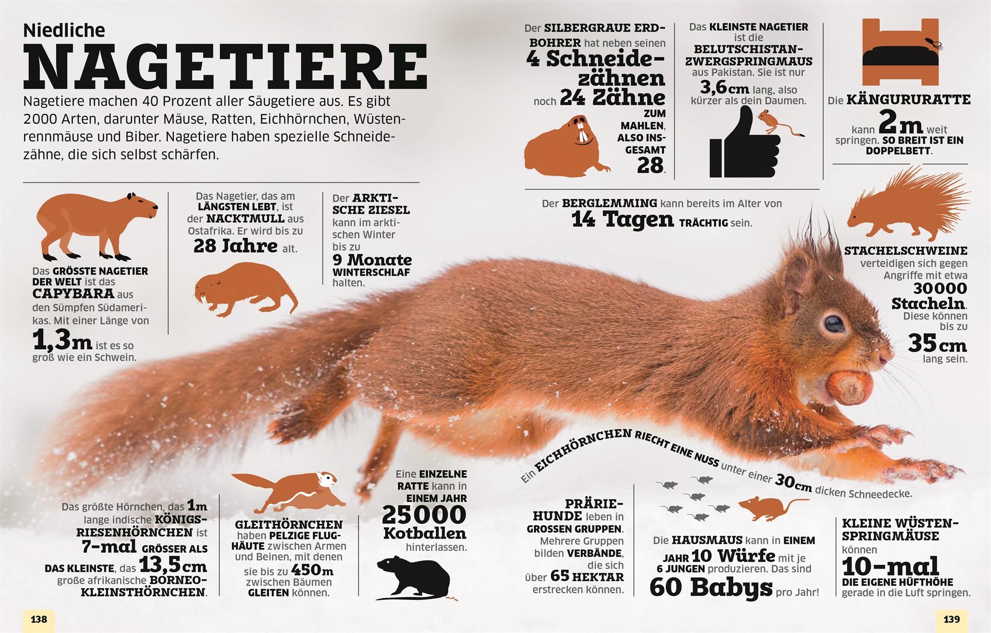 Bild: 9783831048304 | Unsere Welt in Zahlen. Tiere | DK Verlag - Kids | Buch | 192 S. | 2024