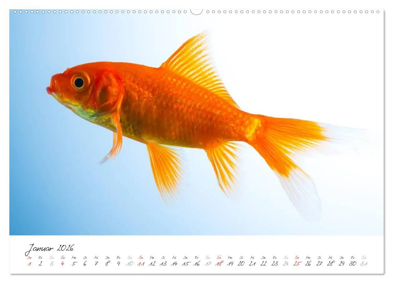 Bild: 9783457988404 | Goldy - mein Goldfisch (hochwertiger Premium Wandkalender 2026 DIN...