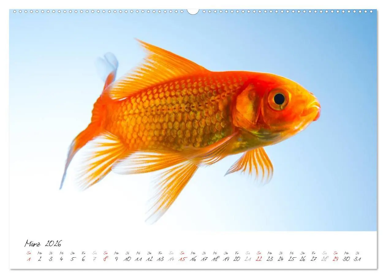 Bild: 9783457988404 | Goldy - mein Goldfisch (hochwertiger Premium Wandkalender 2026 DIN...