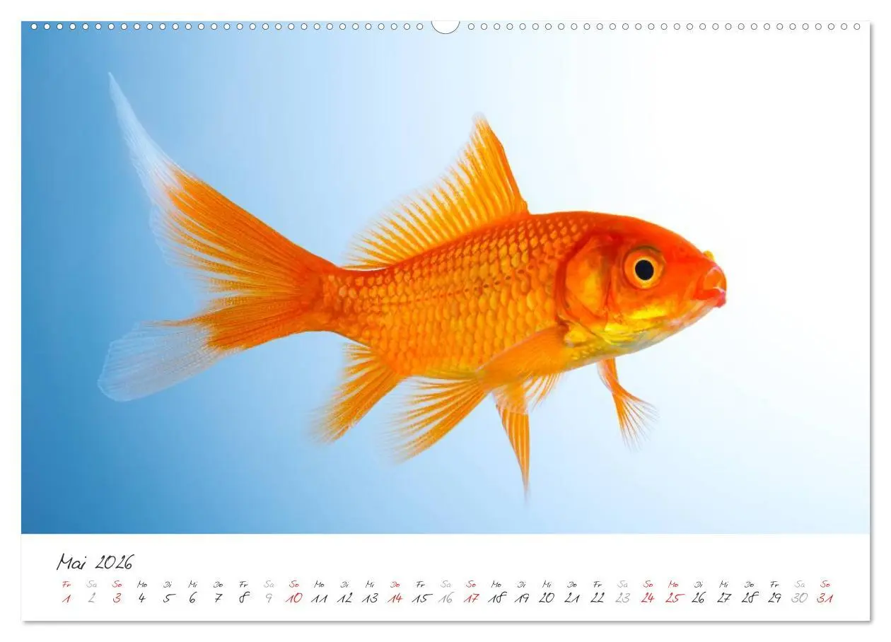 Bild: 9783457988404 | Goldy - mein Goldfisch (hochwertiger Premium Wandkalender 2026 DIN...