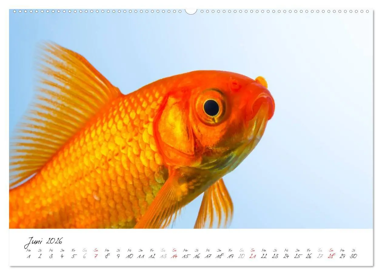 Bild: 9783457988404 | Goldy - mein Goldfisch (hochwertiger Premium Wandkalender 2026 DIN...