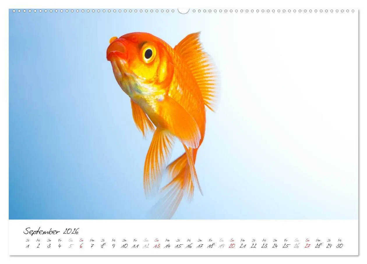 Bild: 9783457988404 | Goldy - mein Goldfisch (hochwertiger Premium Wandkalender 2026 DIN...