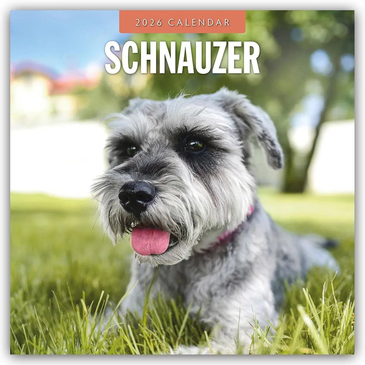 Cover: 9781804428504 | Schnauzer 2026 - 16-Monatskalender | Robin Red | Kalender | 14 S.