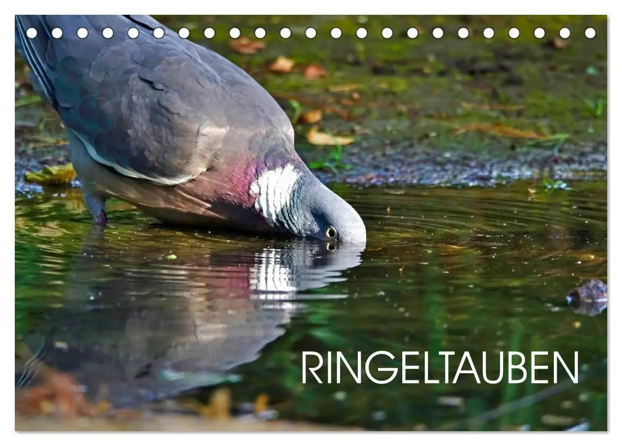 Cover: 9783569518704 | Ringeltauben (Tischkalender 2027 DIN A5 quer), CALVENDO Monatskalender