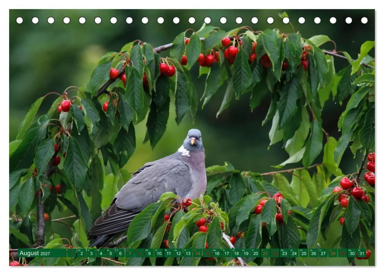 Bild: 9783569518704 | Ringeltauben (Tischkalender 2027 DIN A5 quer), CALVENDO Monatskalender