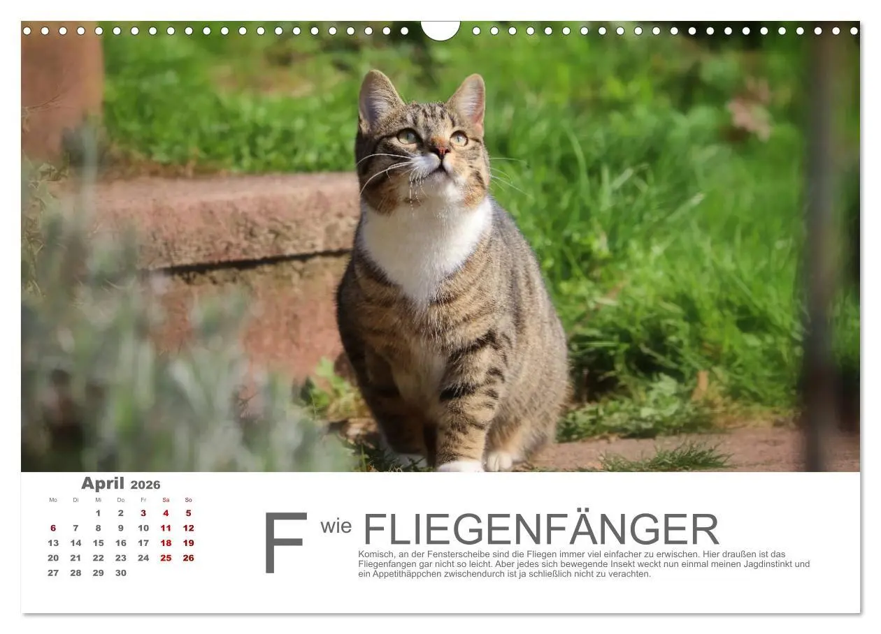 Bild: 9783457798904 | Katzen ABC (Wandkalender 2026 DIN A3 quer), CALVENDO Monatskalender