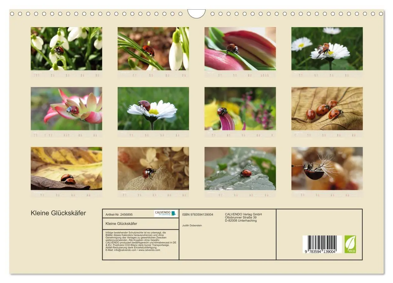 Bild: 9783594139004 | Kleine Glückskäfer (Wandkalender 2027 DIN A3 quer), CALVENDO...