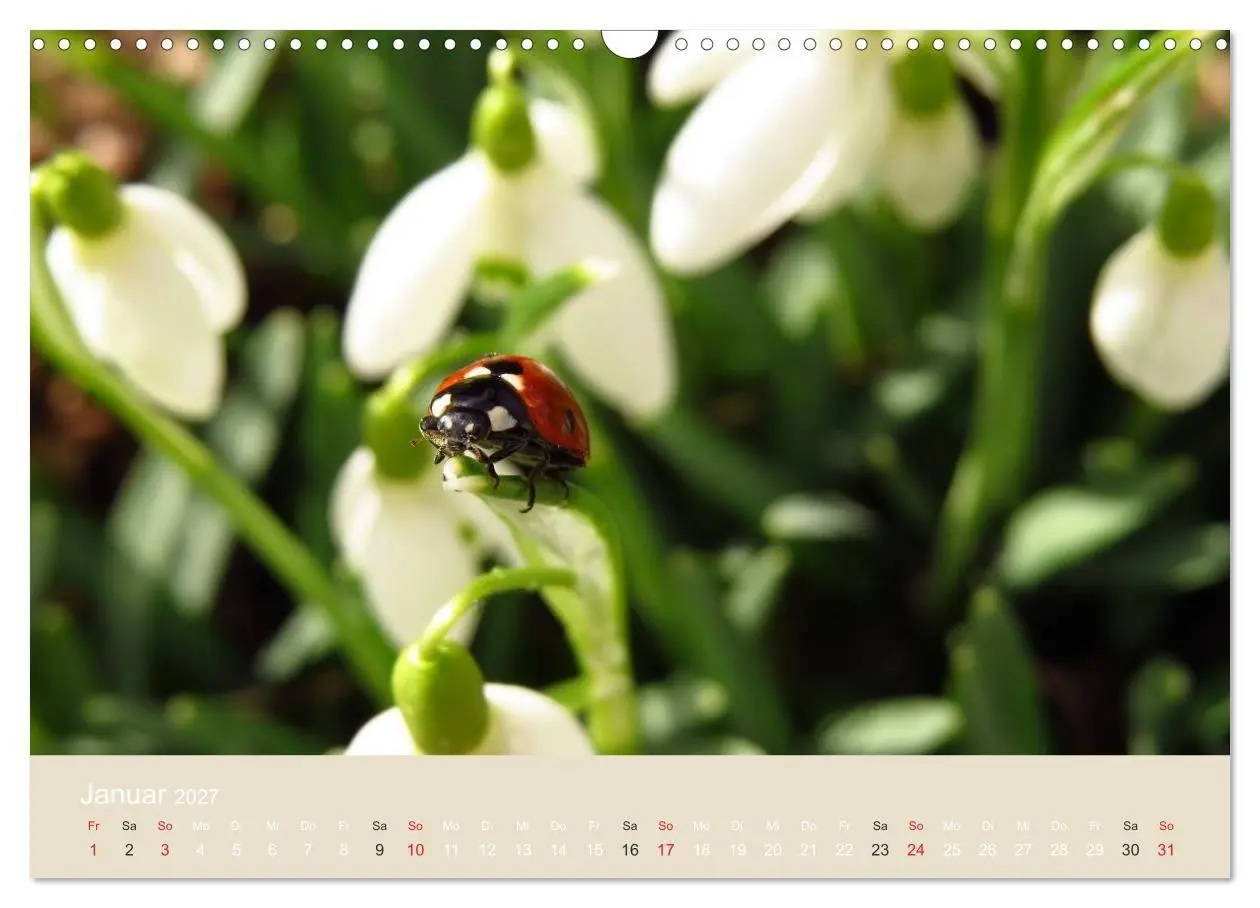Bild: 9783594139004 | Kleine Glückskäfer (Wandkalender 2027 DIN A3 quer), CALVENDO...