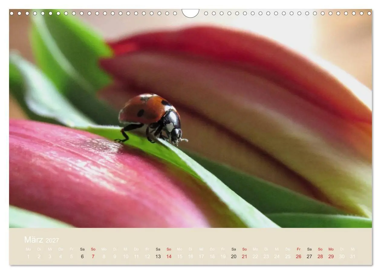 Bild: 9783594139004 | Kleine Glückskäfer (Wandkalender 2027 DIN A3 quer), CALVENDO...
