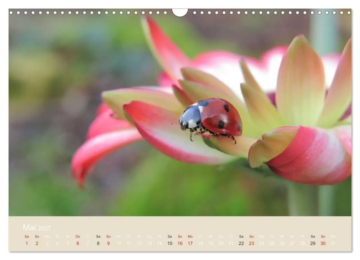 Bild: 9783594139004 | Kleine Glückskäfer (Wandkalender 2027 DIN A3 quer), CALVENDO...