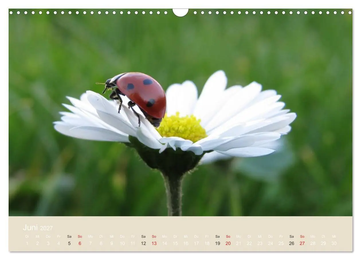 Bild: 9783594139004 | Kleine Glückskäfer (Wandkalender 2027 DIN A3 quer), CALVENDO...