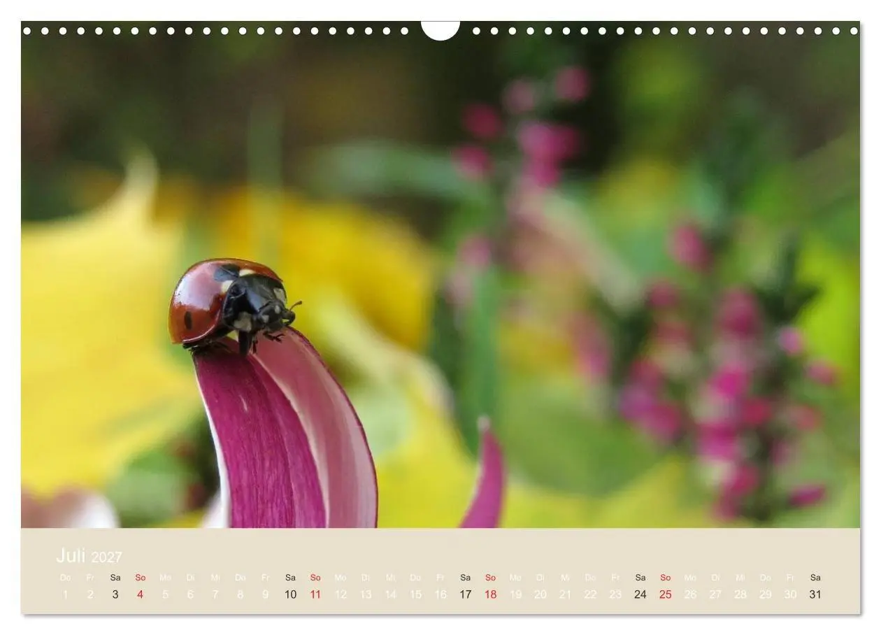 Bild: 9783594139004 | Kleine Glückskäfer (Wandkalender 2027 DIN A3 quer), CALVENDO...