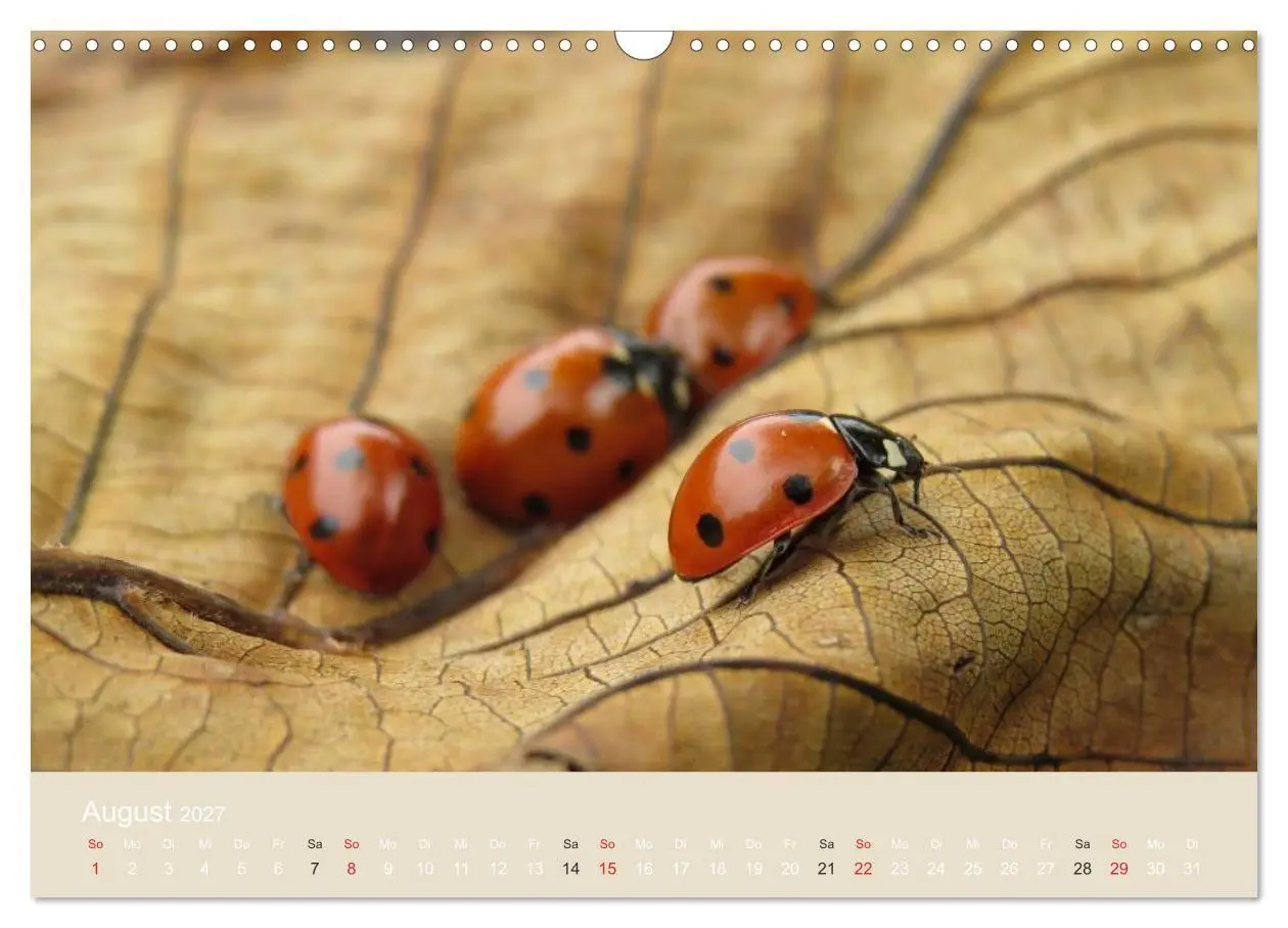 Bild: 9783594139004 | Kleine Glückskäfer (Wandkalender 2027 DIN A3 quer), CALVENDO...