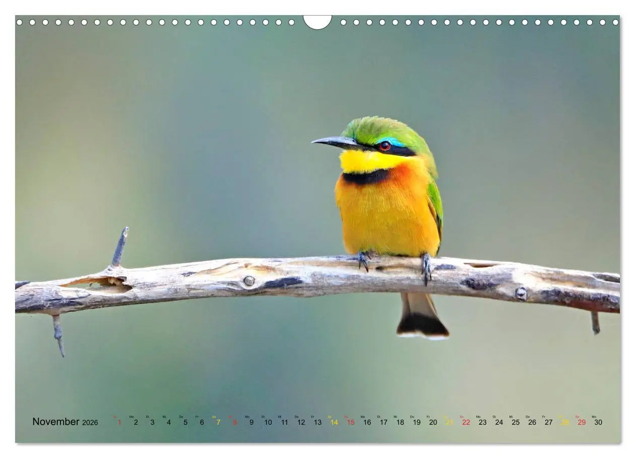 Bild: 9783516129304 | Vögel in Afrika - Magie der Farben (Wandkalender 2026 DIN A3 quer),...
