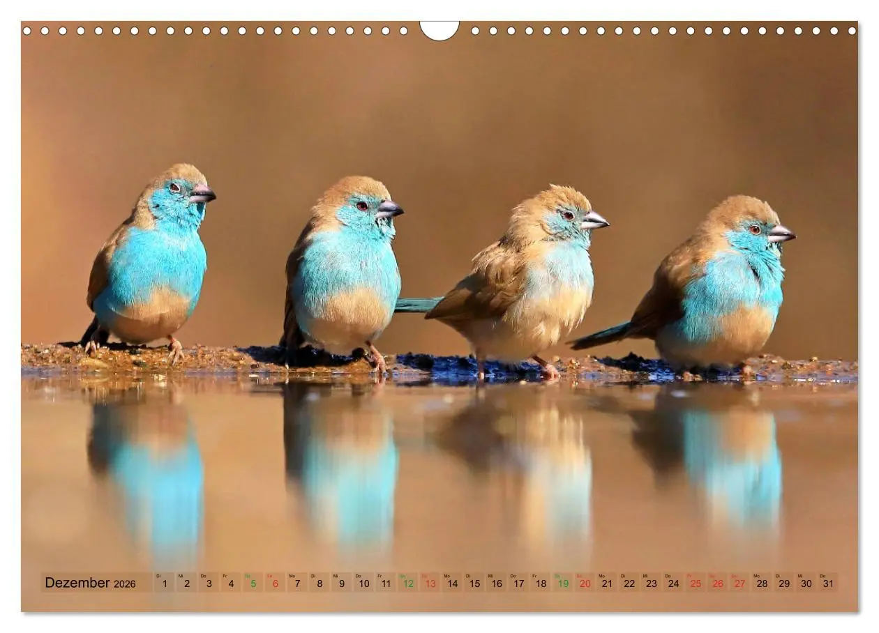 Bild: 9783516129304 | Vögel in Afrika - Magie der Farben (Wandkalender 2026 DIN A3 quer),...