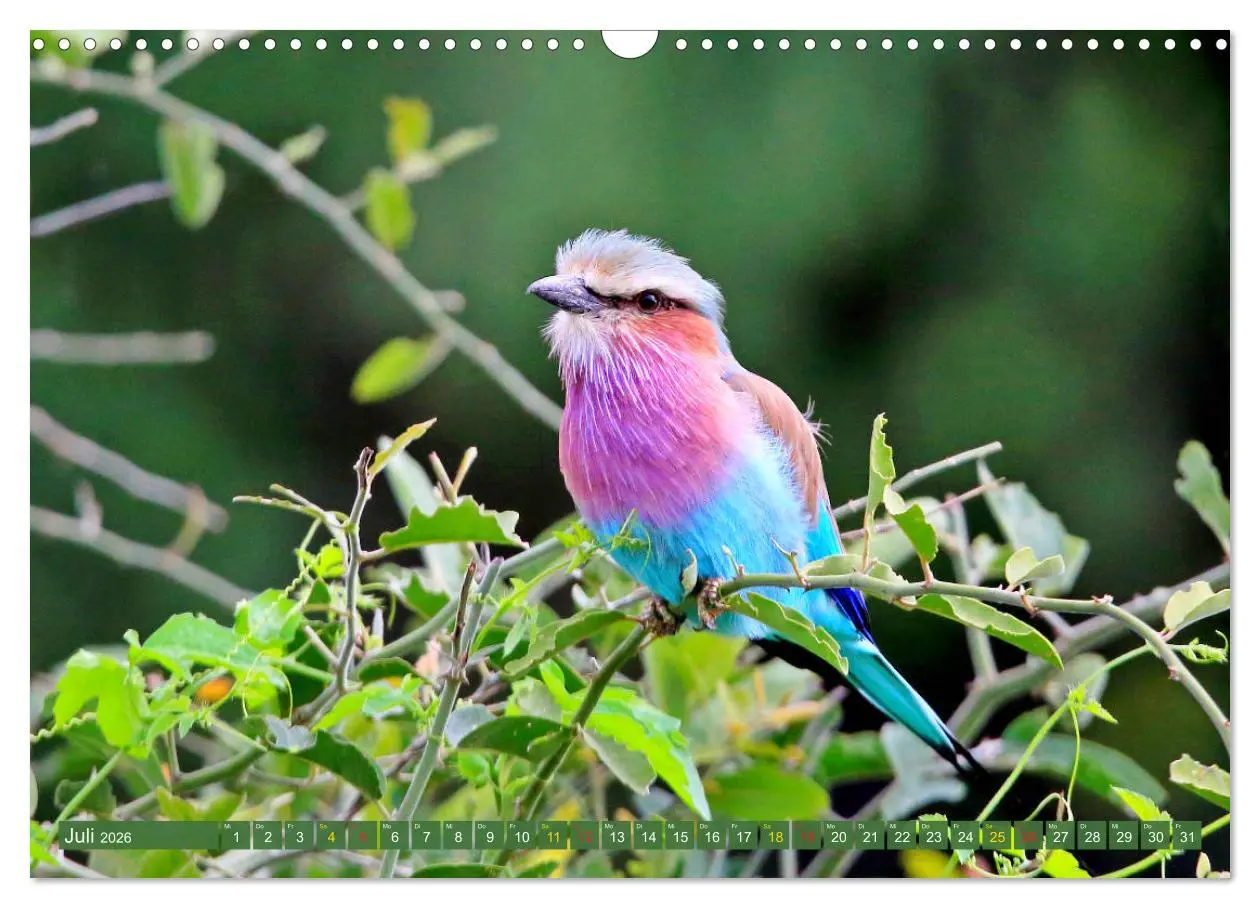 Bild: 9783516129304 | Vögel in Afrika - Magie der Farben (Wandkalender 2026 DIN A3 quer),...