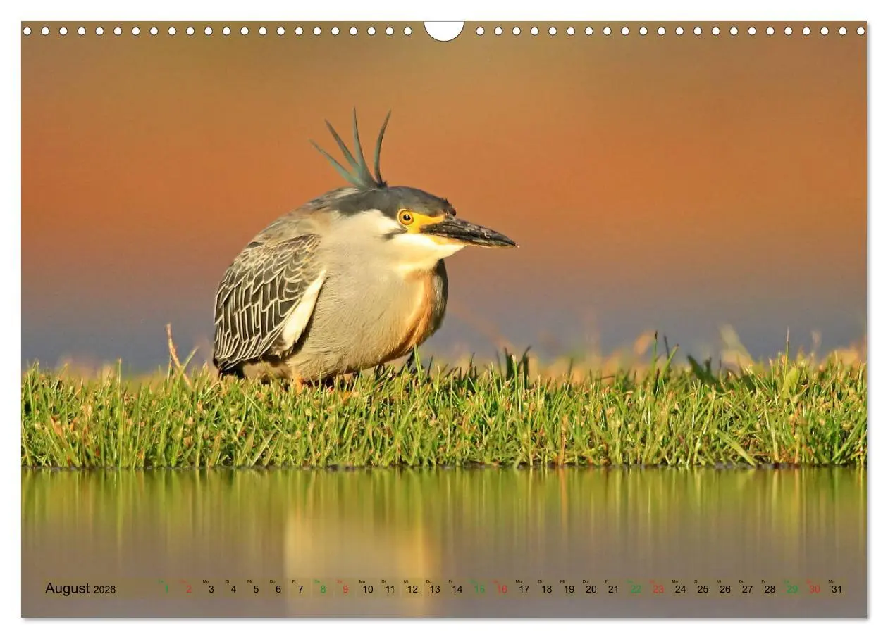 Bild: 9783516129304 | Vögel in Afrika - Magie der Farben (Wandkalender 2026 DIN A3 quer),...