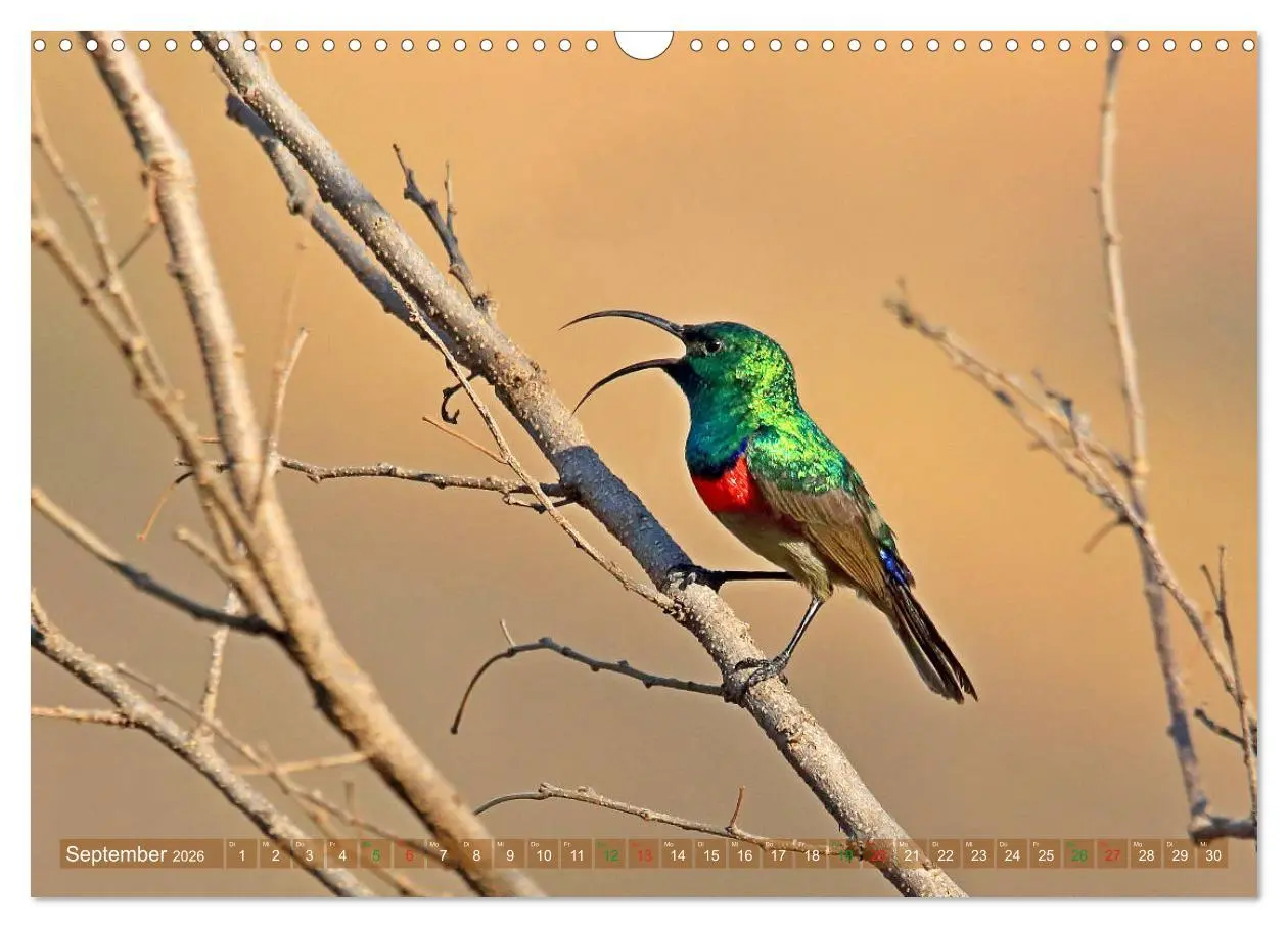 Bild: 9783516129304 | Vögel in Afrika - Magie der Farben (Wandkalender 2026 DIN A3 quer),...