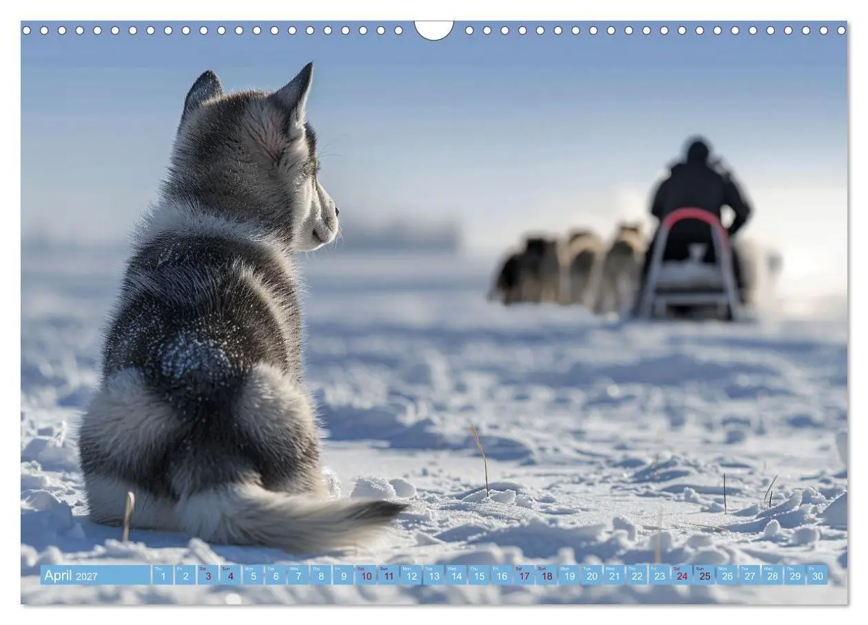 Bild: 9783569139404 | Sled Dogs - the Dream of Running (Wall Calendar 2027 DIN A3...