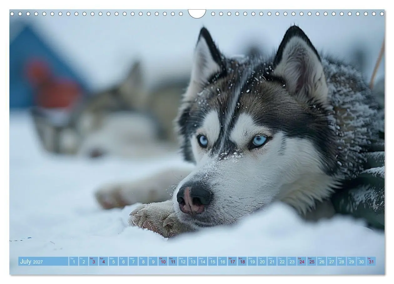 Bild: 9783569139404 | Sled Dogs - the Dream of Running (Wall Calendar 2027 DIN A3...
