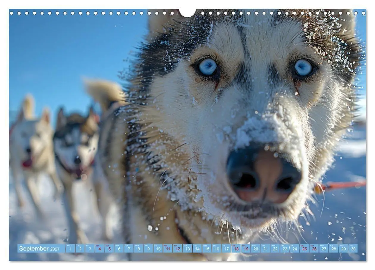 Bild: 9783569139404 | Sled Dogs - the Dream of Running (Wall Calendar 2027 DIN A3...