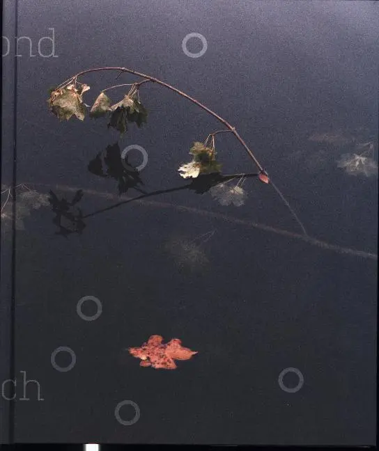 Cover: 9783868289404 | Ethna O'Regan | Beyond Reach, Dt/engl | Ethna O'Regan | Buch | 100 S.