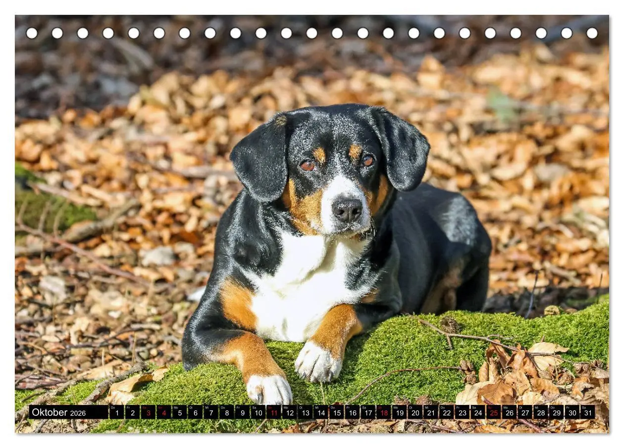 Bild: 9783516039504 | Entlebucher Sennenhund - treue Freunde (Tischkalender 2026 DIN A5...
